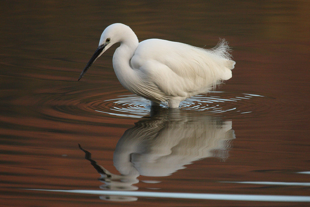 Egretta Garzetta